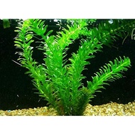 Aquarium Landscape Live Plants (Egeria densa)