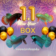 ปลากัด BOX ปลากัดสุดคุ้ม ได้ปลากัด8ตัว ผู้4+เมีย4 ตามภาพ สินค้ามีประกัน ส่งด่วนEMS บริการหลังการขายเต็มรูปแบบ คุ้มมาก