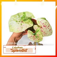 🍃 CALADIUM : "SPLENDID" 🍃 [Caladium Plants-Pokok Keladi / Real Live Plant] 🍃