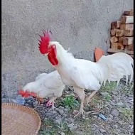Ayam Pelung Putih