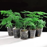 Y · z · l Short Asparagus Fern Seedlings Potted Green Plants Office Asparagus Fern Small Seedlings BonsaiZ2 PBDP