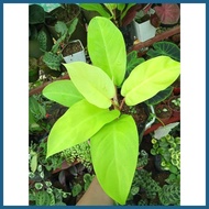 ﹍ ∷ ❤ Available live plants for sale (Golden Orlando)