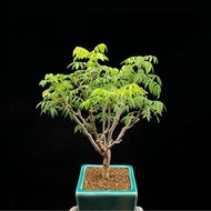 SG3185-日本姬紫藤準開花株/稀有原生🔥精品植物小盆栽禮物🔥