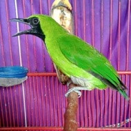 cucak ijo jantan kalimantan bondol/ekor tumbuh pilihan