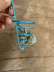 空氣草 空氣鳳梨 Tillandsia mitlaensis 子彈 （法國）