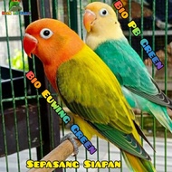 Lovebird Biola Euwing Green x Biola PB Blue sepasang siapan