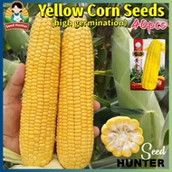 Fresh Sweet Glutinous Yellow Corn Seeds for Planting (40pcs Seed) F1 Sweet Corn Seeds Hybrid Cereal 