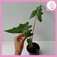 Alocasia Sarian Plant Indoor Outdoor Plant Rare Alocasia | LIVE PLANT (PTP0326)