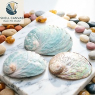 Tiger Abalone Shell - BATLOVENATURAL - Decorative snail shells in many sizes - Beautiful snail shell