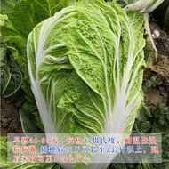 ⑧比膠州白菜種子 種籽耐濕高耐熱50天結球白菜種籽夏季大白菜農家蔬菜種子 種籽fpny