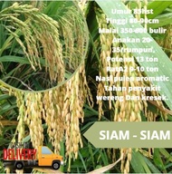 Benih Padi Siam-Siam Thailand Bibit Padi 5kg