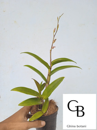 Anggrek Dendrobium Blue Angel Berbunga / Anggrek Dendrobium Spike / Anggrek Dendrobium Knop