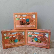 Kapsul asam urat cap unta