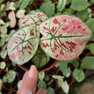 Goods in stock Caladium Plants-New Ready Stock-Pokok Keladi-New Wave/Festivia/Strawberry Star/Thai Beauty/Lemon Blush