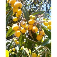 Terlaris buah Leci Biwa/leci kuning   tanaman buah leci berkualitas terbaik