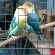 lovebird pb | pb blue sepasang dewasa