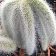 Nine-Tailed Fox Succulent Flower Long-Haired Nine-Tailed Fox Succulent Fox Tail Plant Cactus Big Bra