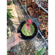 caladium pelbagai