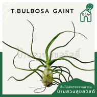 ทิลแลนด์เซีย บัลโบซ่า ไจแอ้น Tillandsia bulbosa Gaint