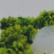 【新植物限量款— 海岸擬茀蕨】許願玻璃球 2號瓶 懶人盆栽 辦公