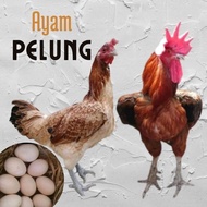 telur ayam pelung jumbo super untuk di tetaskan