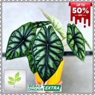 Tanaman Hias Alocasia Dragon Scale - Alocasia Dragon Scale Rawatan