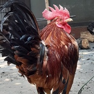 PetLove- AYAM HIAS (KATE CEPER/KATE SNI/ KATE KRIKIL/KATE WARENG/ANAK KATE)