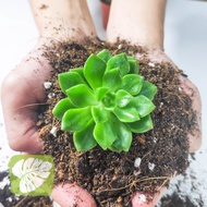 Cactus Succulent Soil Mix Tanah Permium No Animal Feces IOB