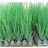 5 ounces of onion seeds