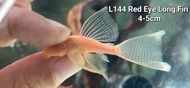 L144 Red Eyes Long Fin Bristlenose Pleco Fish/ Albino sucker  Red Albino Pleco
