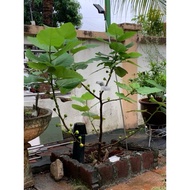 Fig Plants/ Pokok Buah Tin