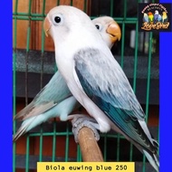 burung love bird biola Euwing blue series Limited