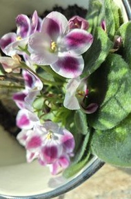 非洲紫羅蘭盆栽，花色鮮豔，紫羅蘭幼苗，葉片浸出根