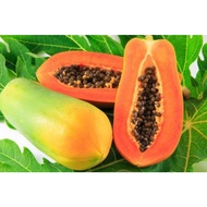 Fruit Biji Benih Manis Betik / Sweet Papaya Seeds 木瓜种子(15 seeds)