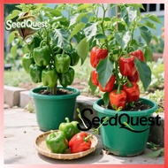 100% Original 50pcs Organic Sweet Bell Pepper benih PAPRIKA High Yield Giant Sweet Bell Pepper Veget