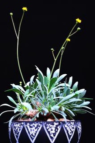 刨花厚敦菊	Othonna retrorsa / 塊根植物 Caudex / 另售象牙宮、龜甲龍、索馬里葡萄甕、念珠橄欖/ 多肉植物