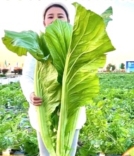 Hạt Giống Cải Xanh Khổng Lồ