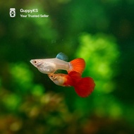 Albino HB Red SB Guppy Pair