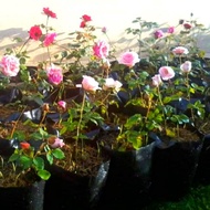 Pokok bunga ros kampung TINGGI tahan panas dan cepat berbunga 100% yang terbaik
