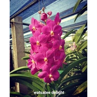 anggrek vanda