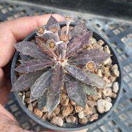 Euphorbia tulearensis red narrow leaves seedgrow