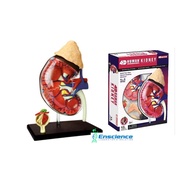4D MASTER STEM Human Kidney Anatomy Detachable Model, for Science, MBBS, University