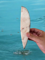 F018 台灣遠洋超低溫細鱗油甘魚半月切(250-300克/包)*3包組