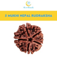 / Nepal 5 Mukhi ( 5 Faces/ 5 Mugam) Rudraksha Bead | The 5 Elements