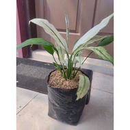 Sindo - Peace Lily Variegata Live Plant F6J7SQGF46