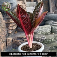 aglonema red sumatra