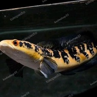 Channa maru Ys 25cm -chana yellow sentarum