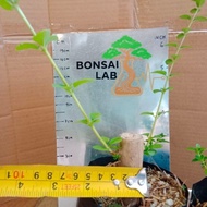 Bahan Bonsai Premna Microphylla Sancang - Keratan Stabil & Berakar Padu (Size Mini)