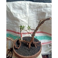 BEST SELLER Bahan Bonsai Santigi Karang Dongkel