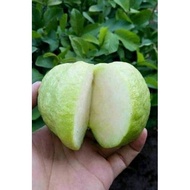 Anak Pokok Jambu Batu Tiada Biji/ Jambu Seedless/ Guava Seedless/ Jambu Batu tiada biji Rapuh